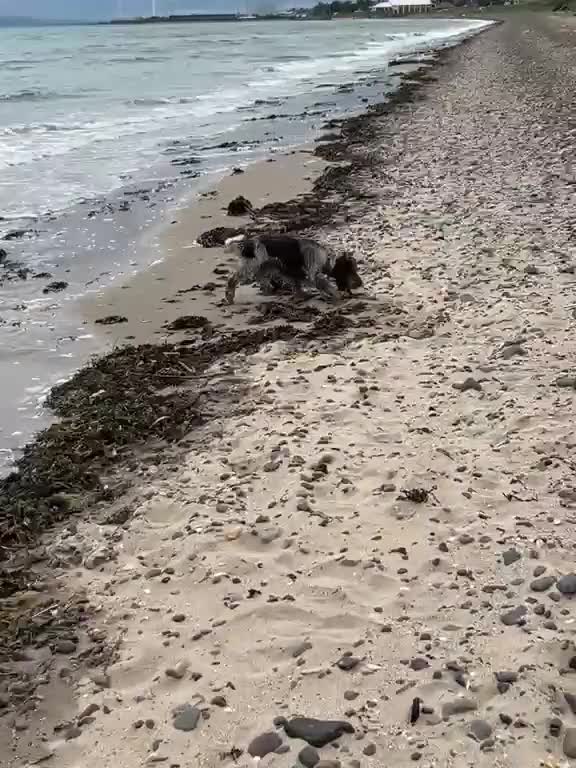 Cocker Spaniel dogs for sale: Kc registered cocker spaniel puppies  - Video 3