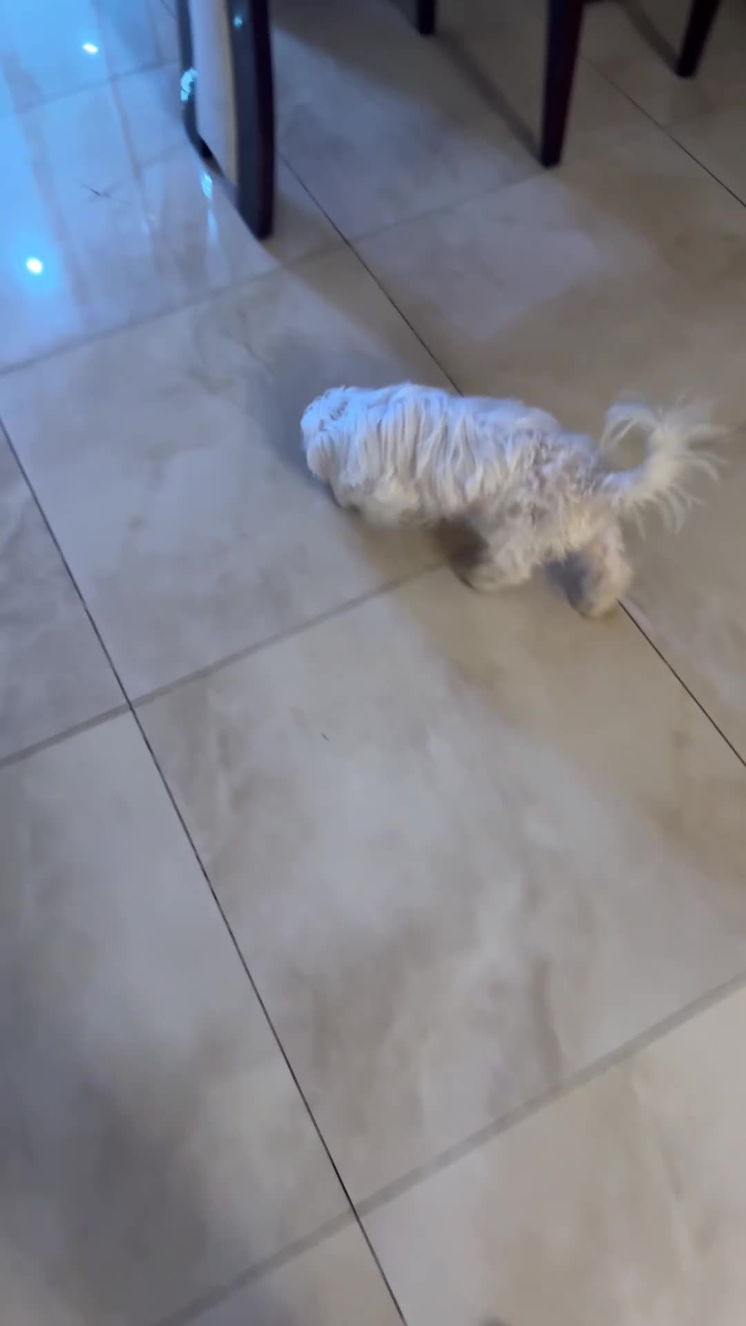 Maltese dogs for sale: Jake Maltese boy is only 4 months old in Ilford - Video 1