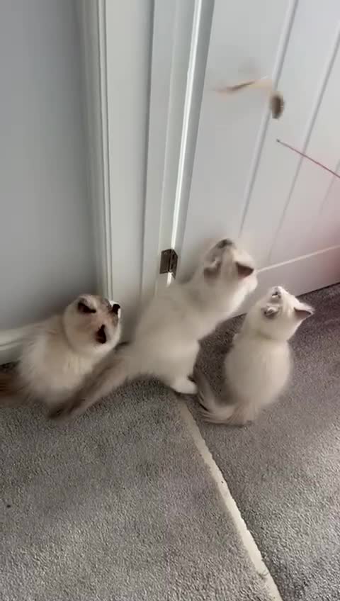 Ragdoll cats for sale: PEDIGREE RAGDOLL (GCCF)– last 1 left Price Drop! in Buntingford - Video 2