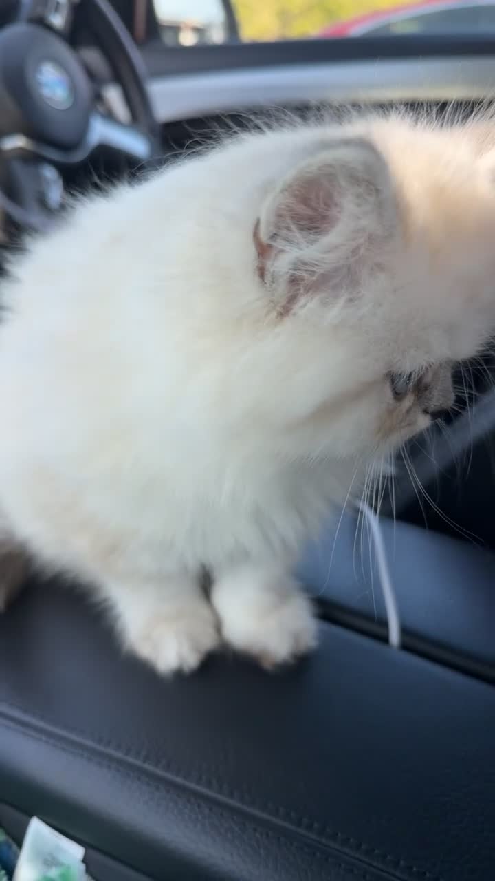 Persian cats for sale: Beautiful Lynx point Persian Himalayan kitten - Video 1