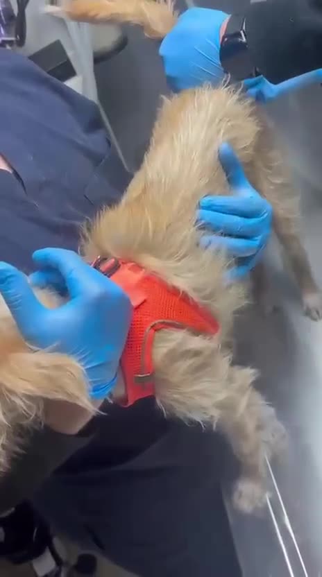 Mixed Breed dogs for adoption: Bal (Honey) –  Terrier Looking for Her Home - Video 4