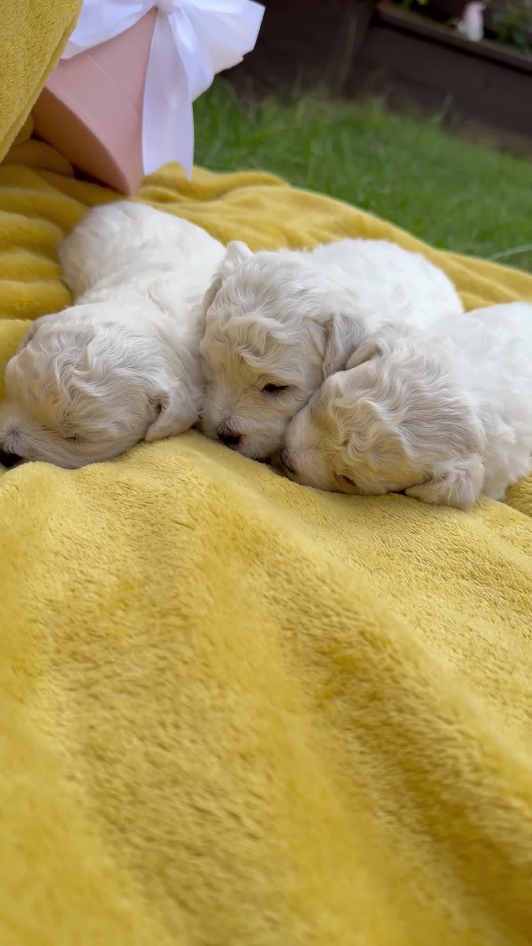 Bichon Frise dogs for sale: ⭐️Gorgeous Bichon Frise Puppies Available ⭐️ - Video 1