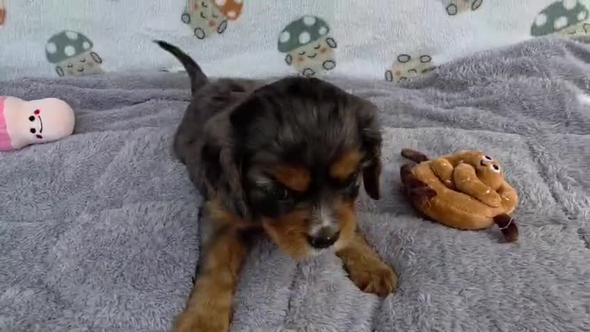 Cavalier King Charles Spaniel dogs for sale: Health Tested Parents-beautiful puppies - Video 1
