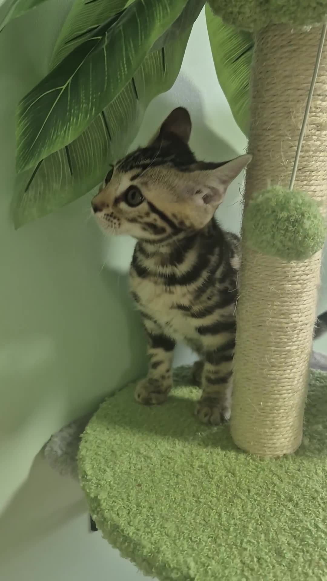 Bengal cats for sale: TICA Registered Bengal Kittens – Ready to Reserve - Video 5