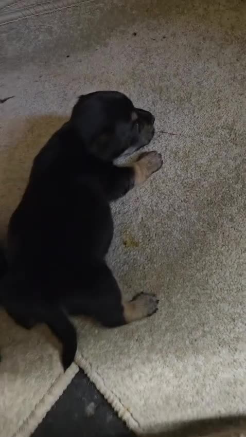 Jack Russell dogs for sale: Jack russle puppies  - Video 1