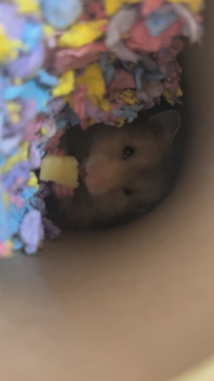 Hamster rodents for sale: Beautiful Syrian hamster  - Video 1