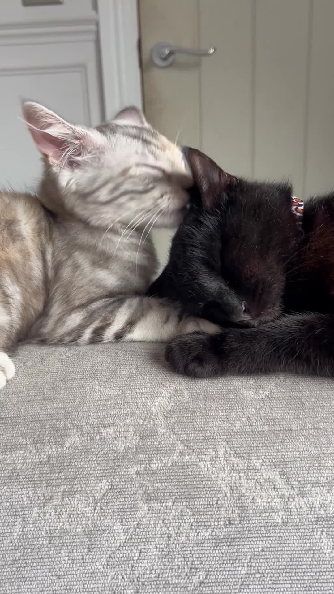 Mixed Breed cats for sale: Beautiful mixed breed girl for sale - Video 1