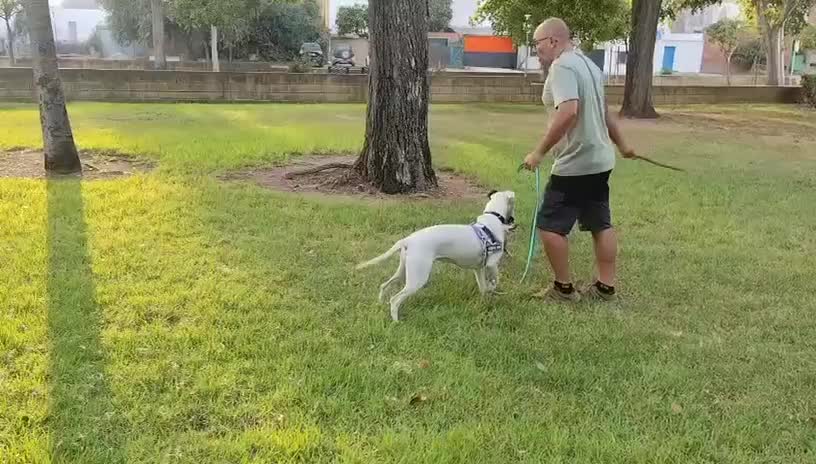 Mixed Breed dogs for adoption: KENYA: Loves Everyone and Everything! - Video 3