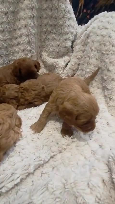 Cavapoo dogs for sale: 🌟 Rare Tiny Toy Cavapoo's F1B - Video 2