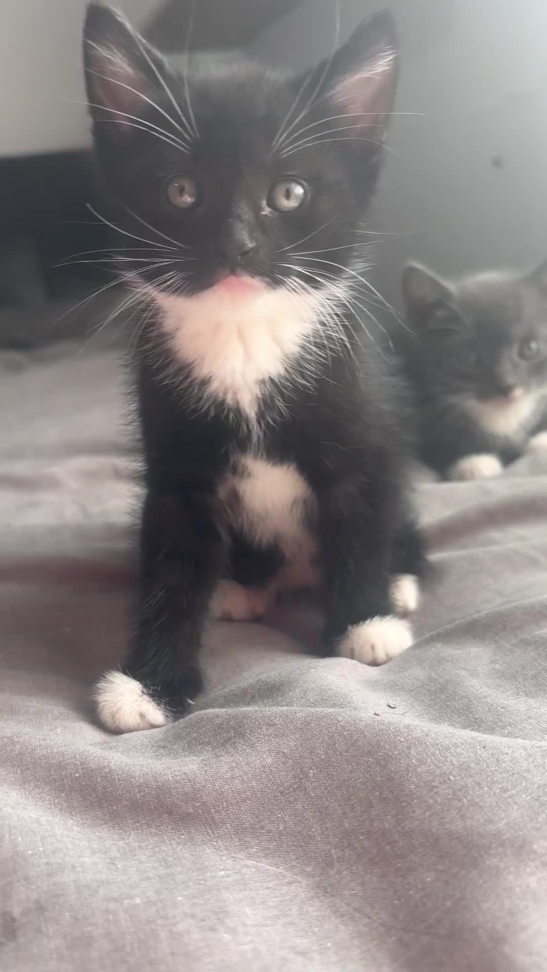 Mixed Breed cats for sale: Adorable 5 Kittens Looking for Forever Homes 🐾 - Video 3