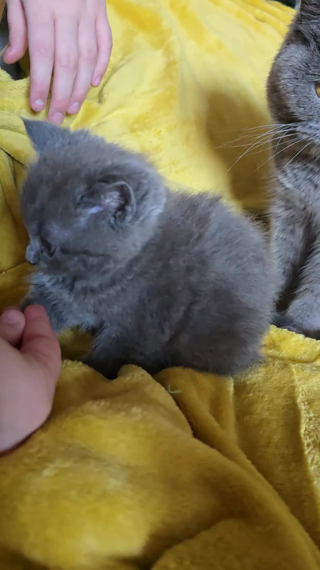 British Shorthair cats for sale: Gorgeous half British short-hair kittens - Video 3