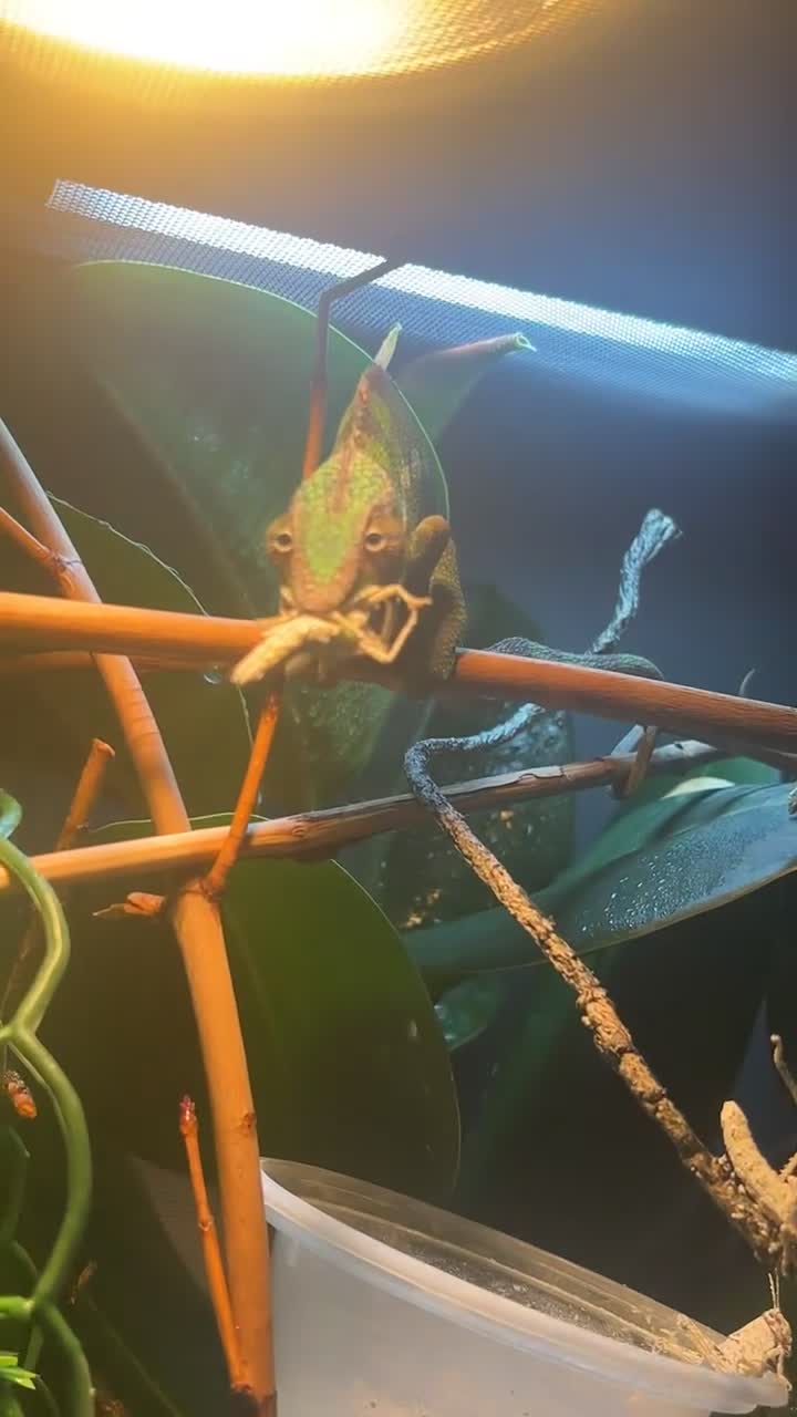 Chameleon reptiles for sale: male panther chameleon - Video 1