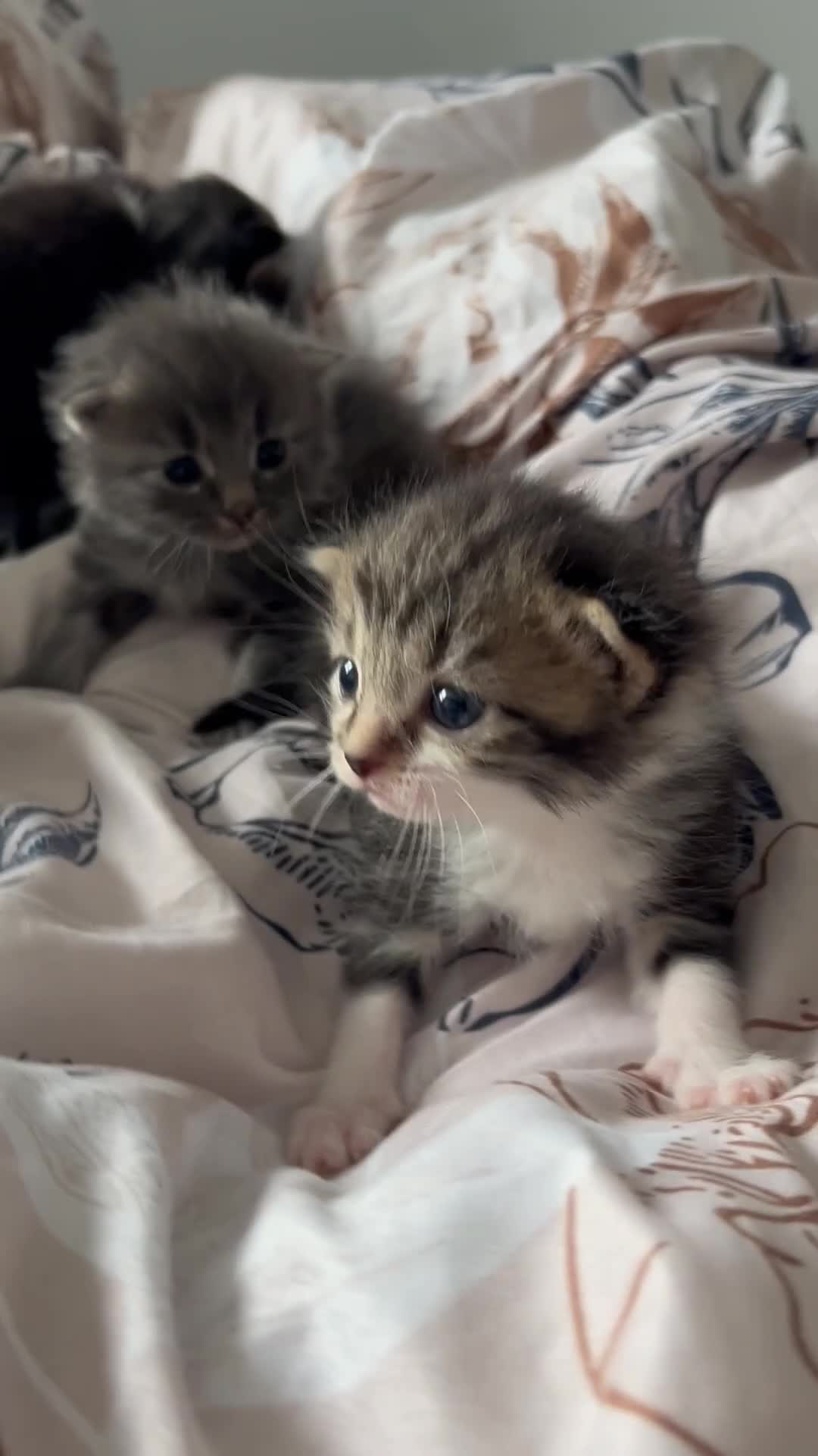Domestic Shorthair cats for sale: 4 beautiful kittens looking for a forever home - Video 2