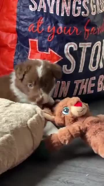 Border Collie dogs for sale: 4 border collie puppies - Video 1