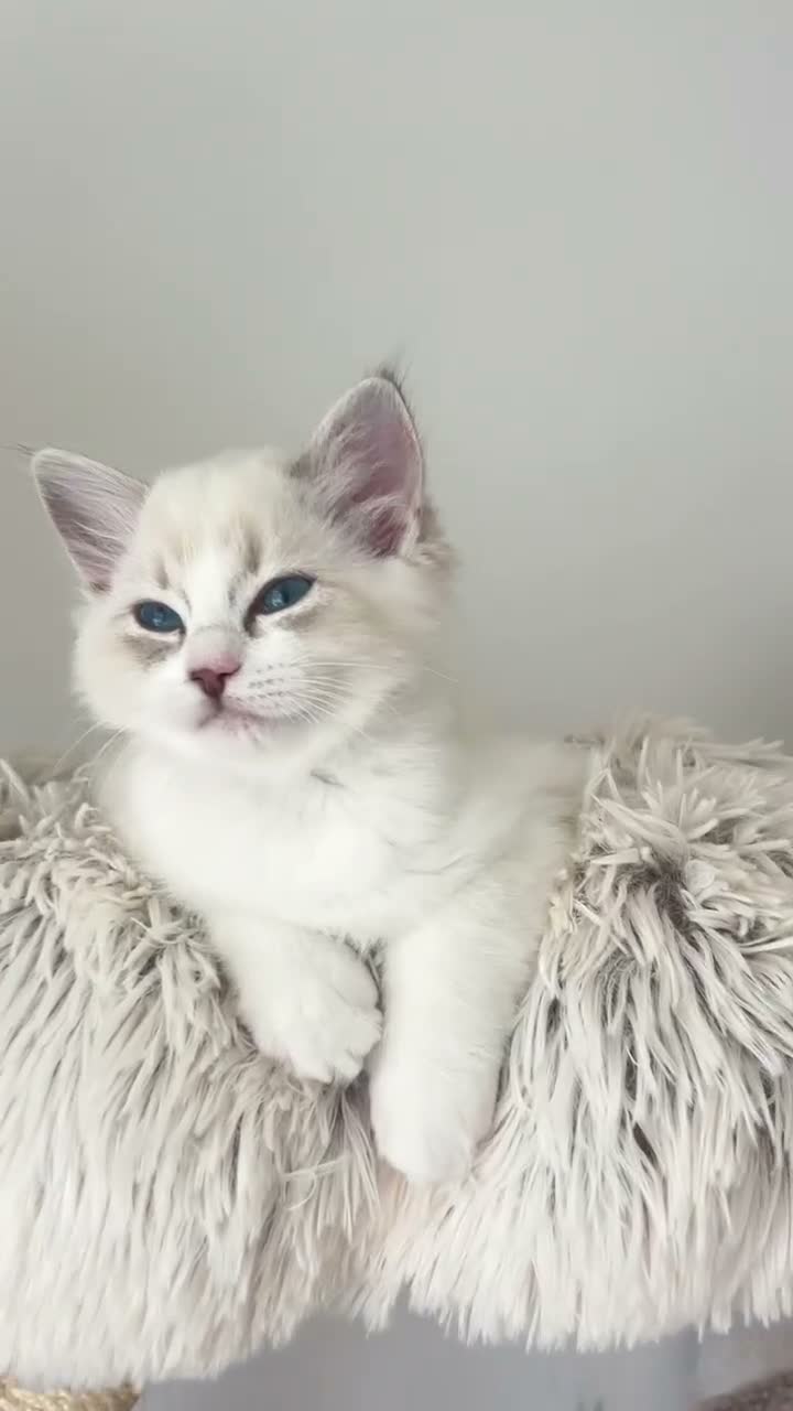 Ragdoll cats for sale: READY NOW Bicolour Lynx Ragdoll kittens - Video 3