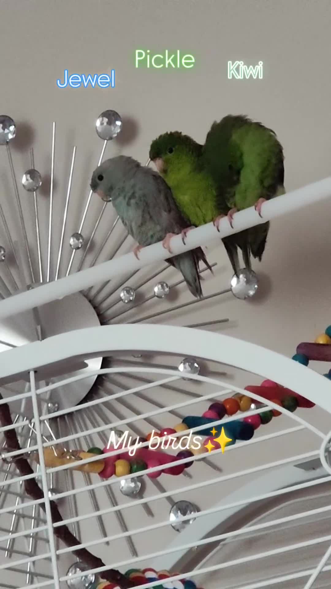 Parakeets birds for sale: Lineolated parakeets 1 male 1 female - Video 1