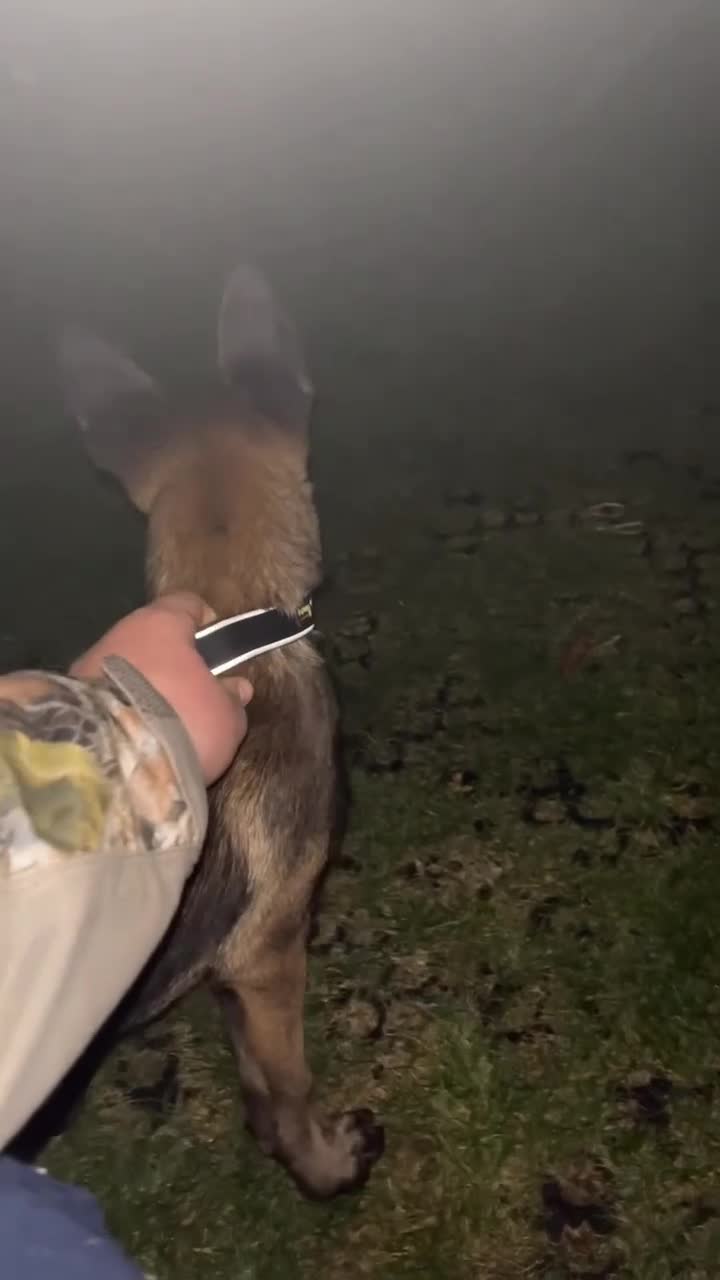 Belgian Shepherd Dog dogs for sale: Top quality Belgian shepherd puppy  - Video 2