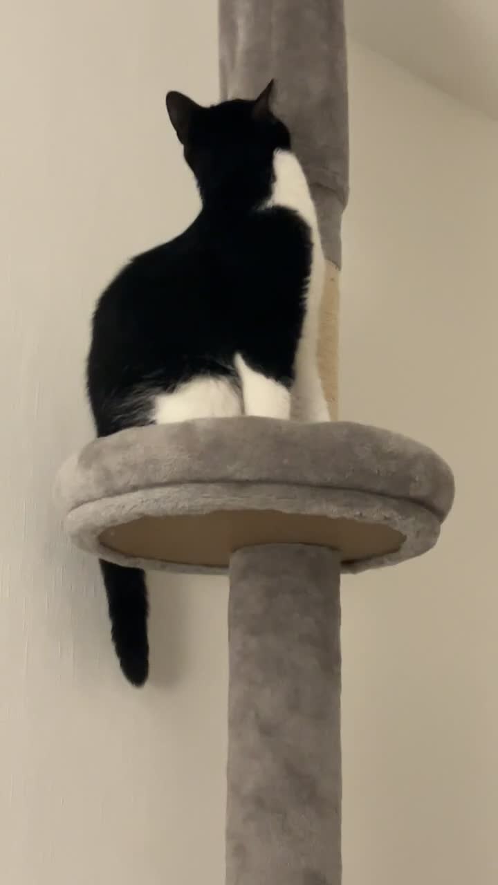 Mixed Breed cats for sale: 3 Indoor Cats  in Coalville - Video 2