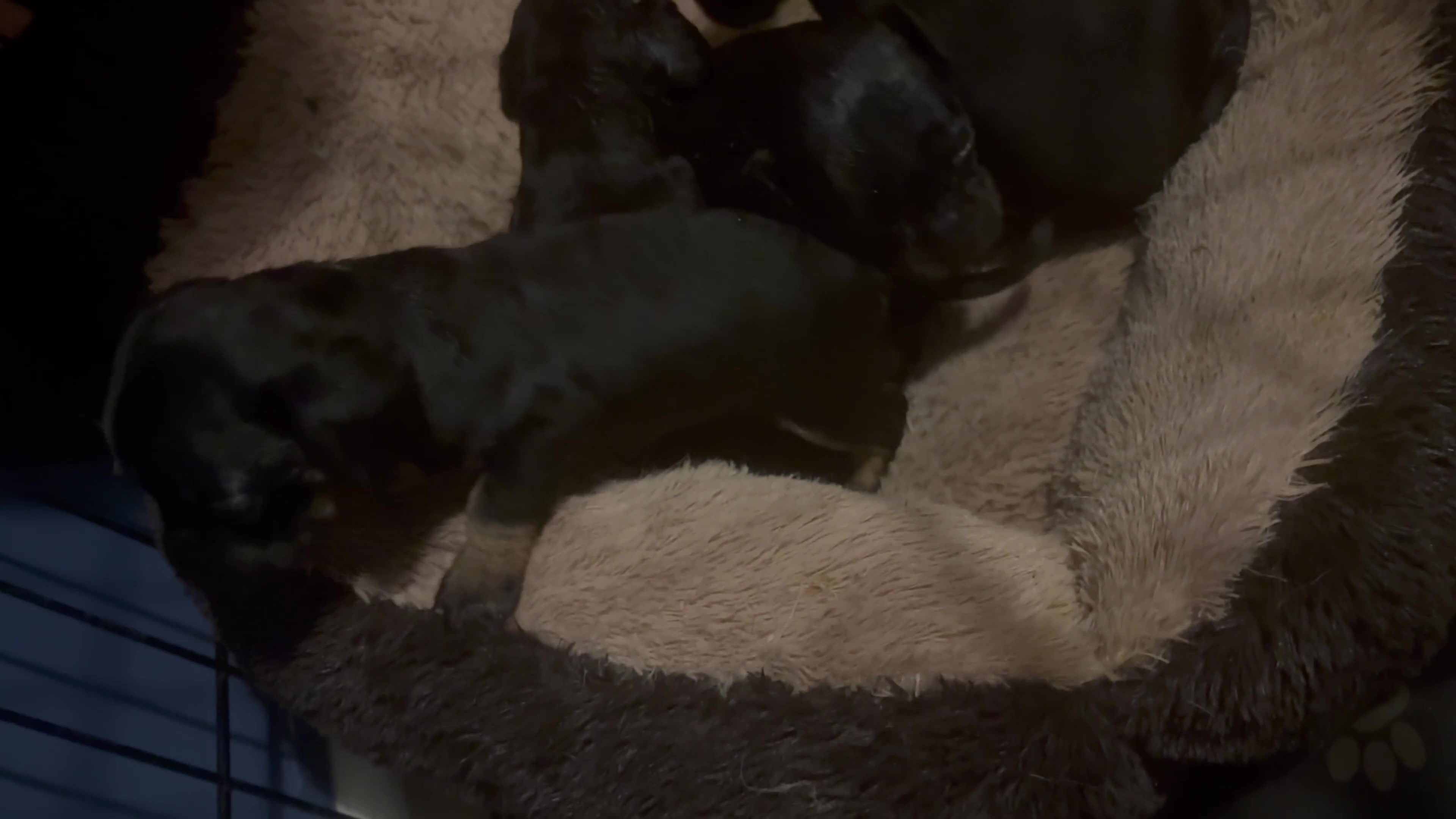 Mixed Breed dogs for sale: Beautiful Baby boy Daug puppy’s-  - Video 1