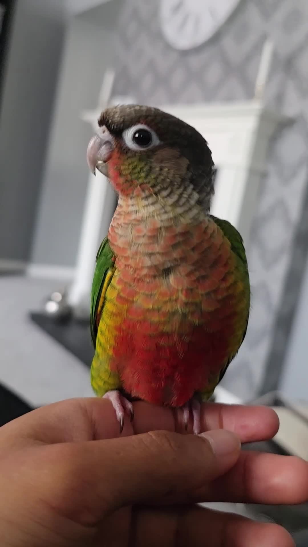Parrots birds for sale: Handreared Baby Green Cheek Tame Conures  - Video 3
