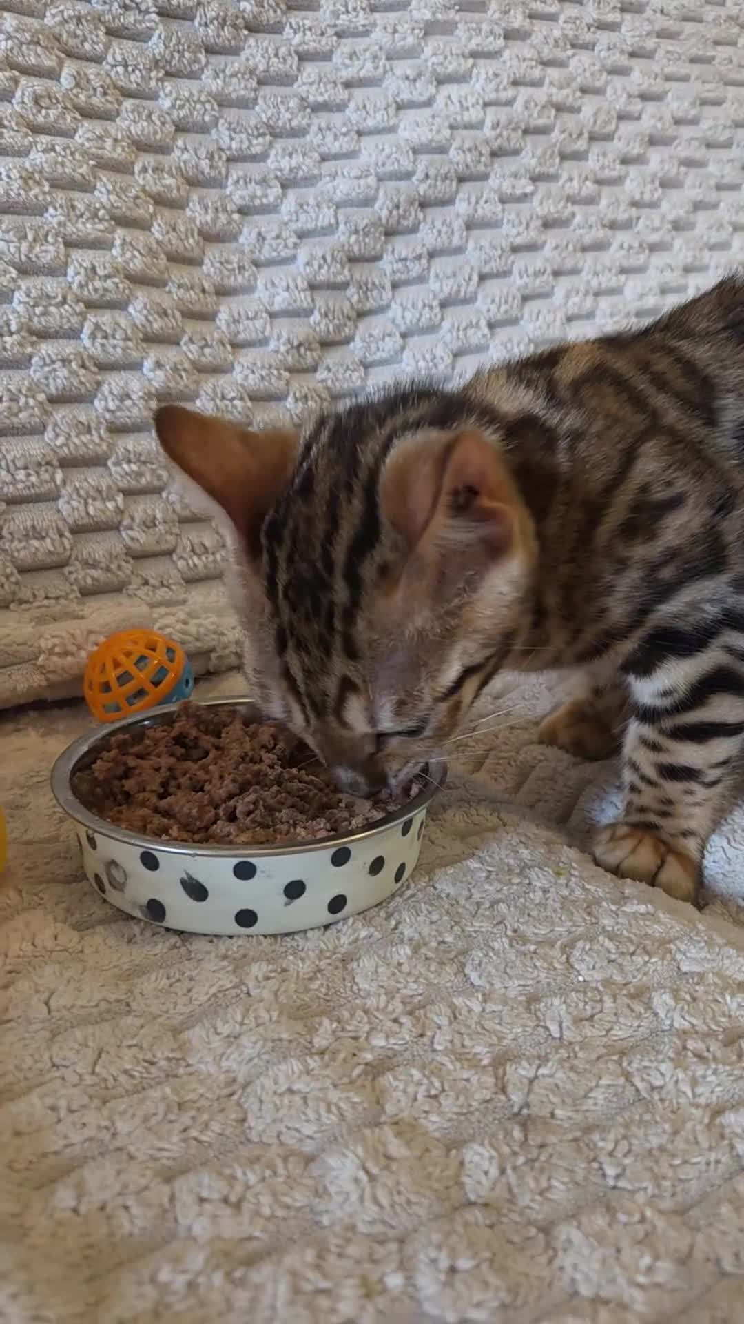 Bengal cats for sale: READY NOW FULL BENGAL KITTENS TICA REGISTERED  in Whitby - Video 1
