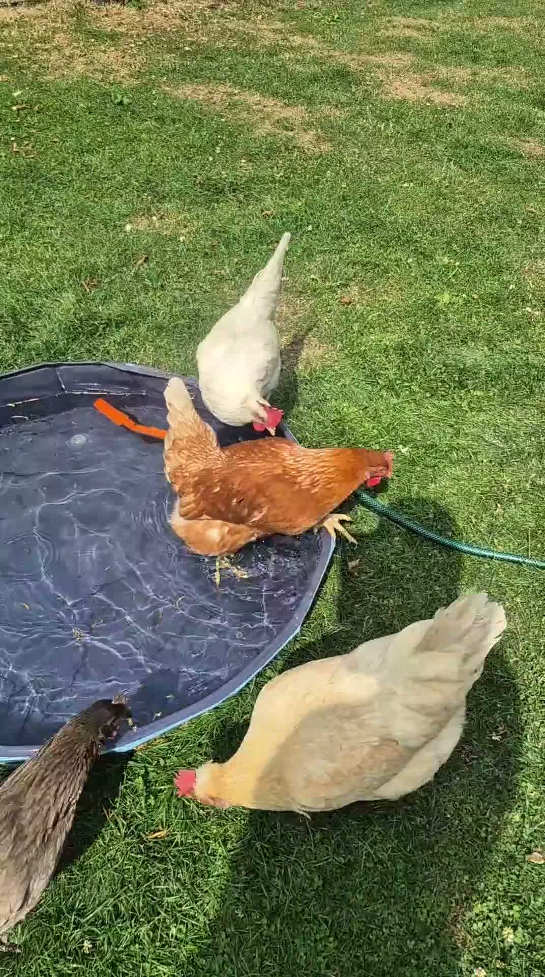 Chickens poultry for sale: Chickens for free  in Newcastle upon Tyne - Video 1