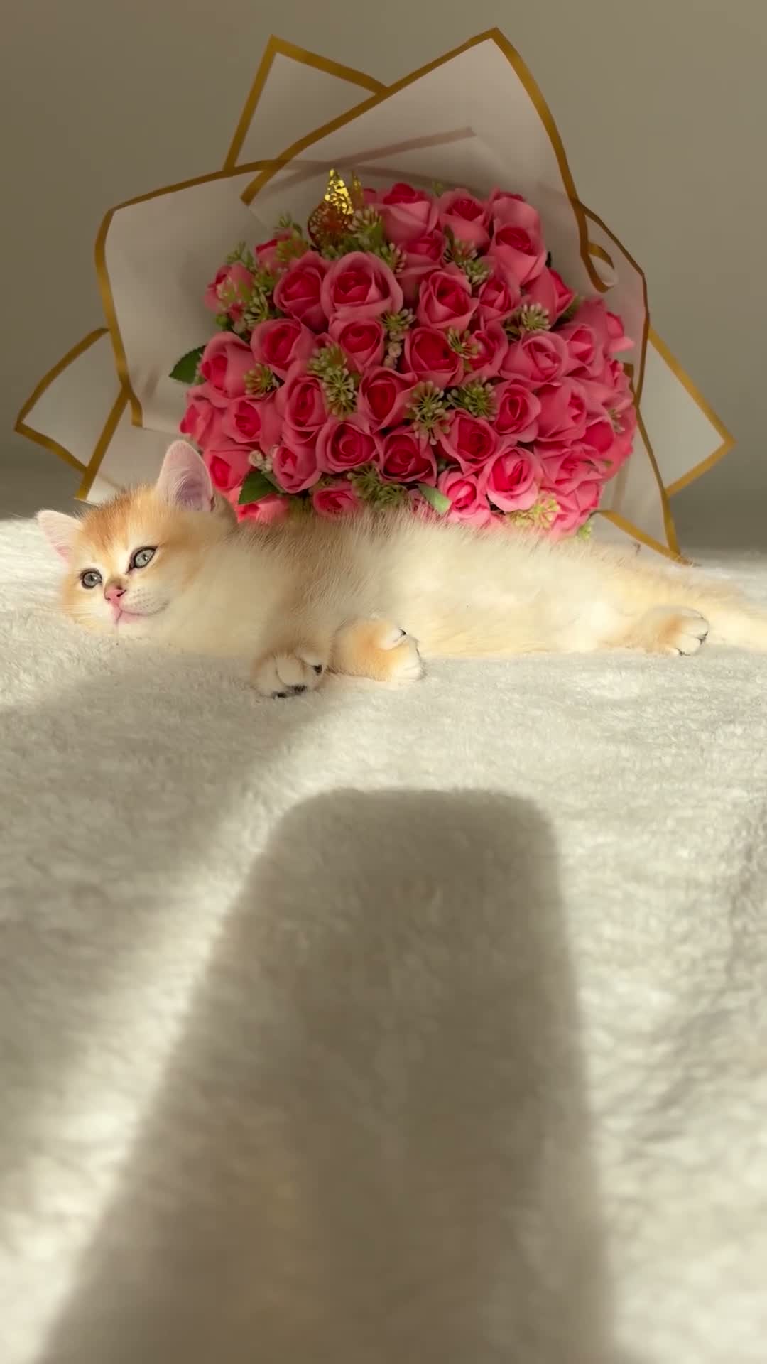 British Shorthair cats for sale: Scrumptious Golden NY12/NY25 BSH, Girl/Boy  - Video 1