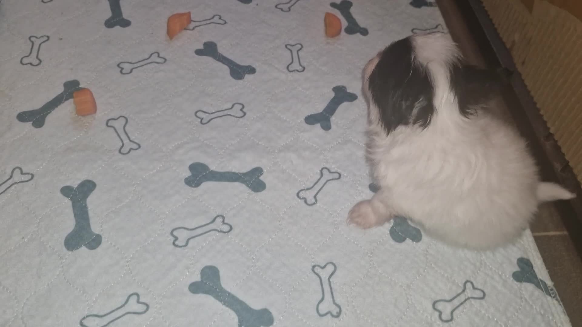Papillon dogs for sale: KC Papillon. DNA health tested.  - Video 2