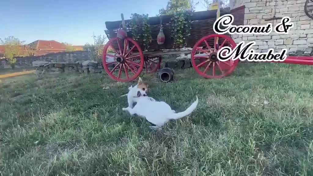 Mixed Breed dogs for adoption: Mirabel, 5 months approx. Available for adoption. - Video 2
