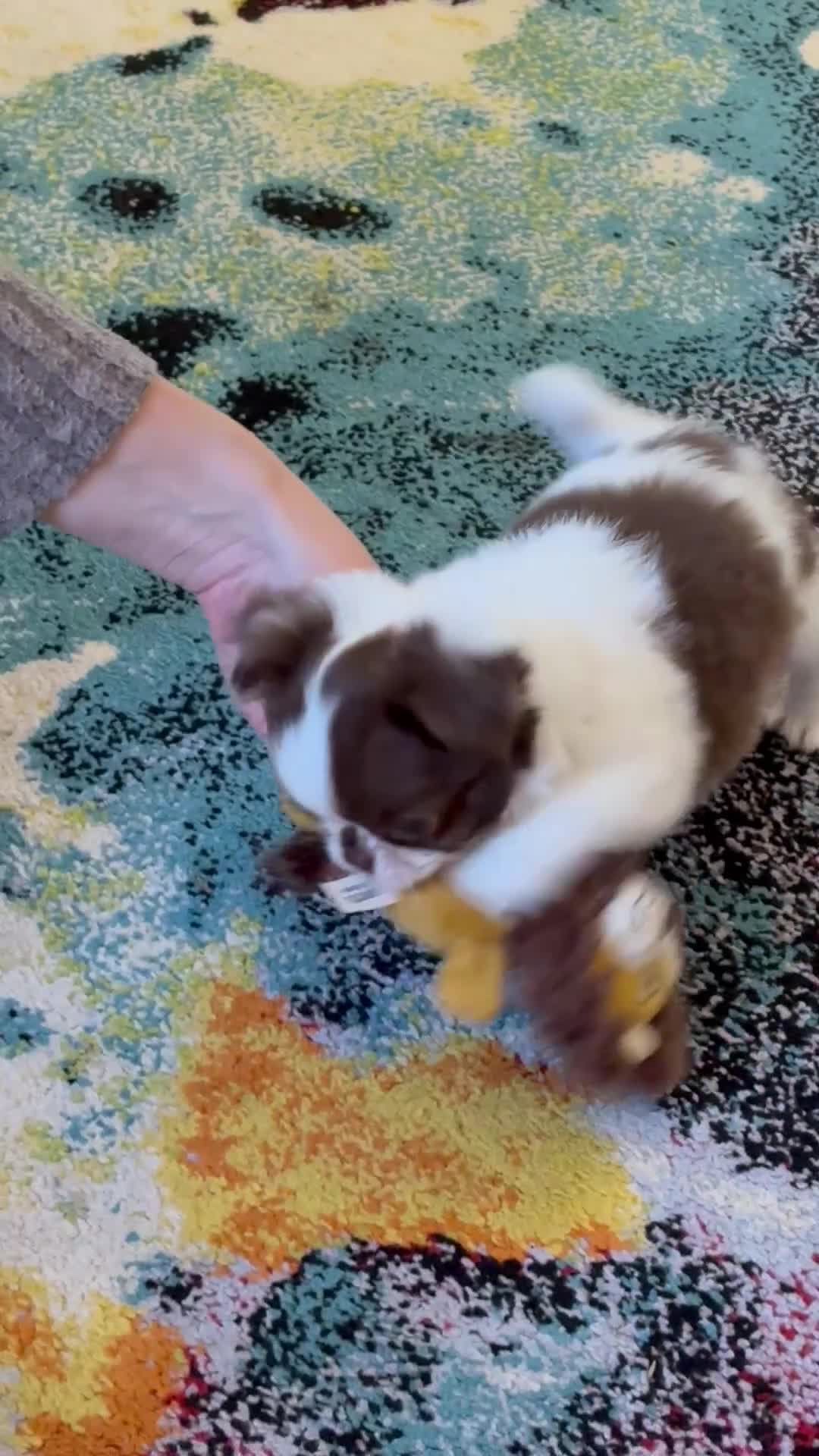 Chihuahua dogs for sale: Chihuahuas - Video 2