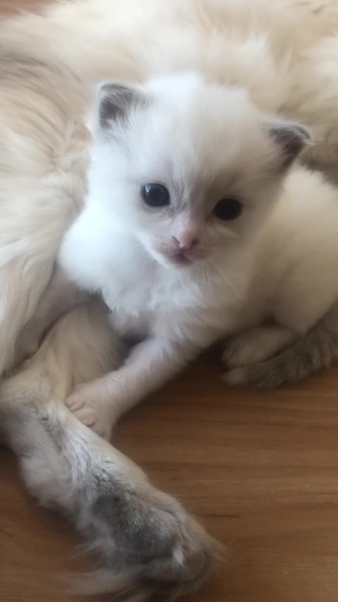 Ragdoll cats for sale: Blue lynx ragdoll kittens  - Video 4