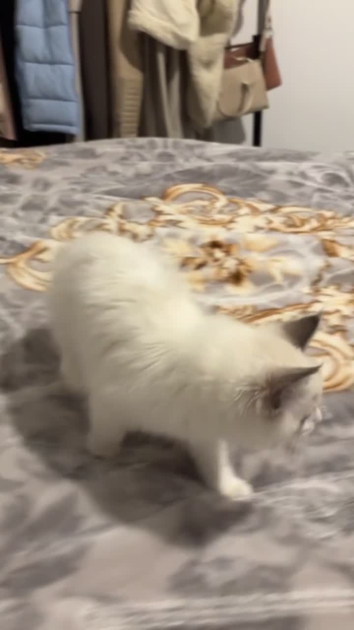 Ragdoll cats for sale: White Female Ragdoll for sale - Video 3