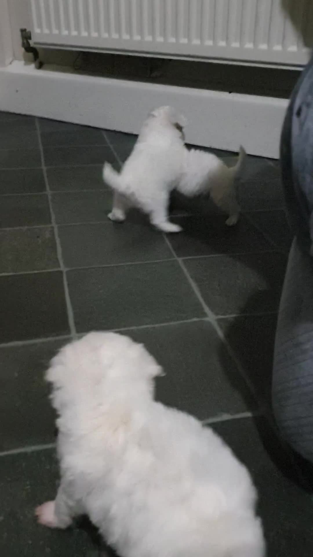 Maltese dogs for sale: Tiny Maltese puppies  - Video 1
