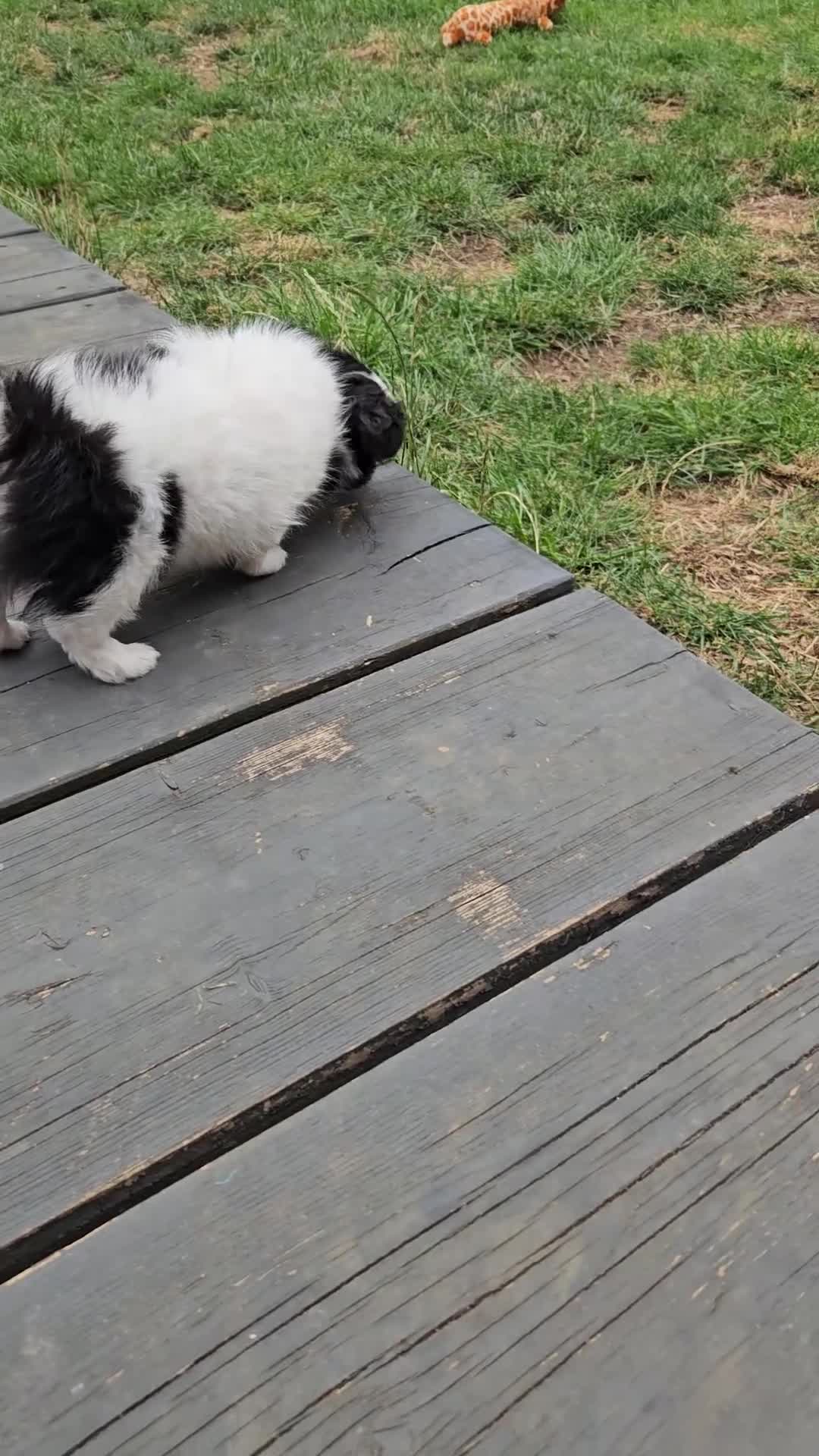 Chihuahua dogs for sale: Chihuahua  Tri-coloured,  - Video 1