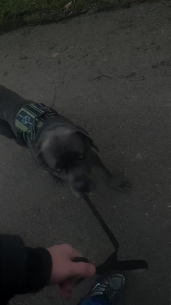 Cane Corso dogs for sale: NEED REHOMED ASAP READ DESCRIPTION  in Darlington - Video 1