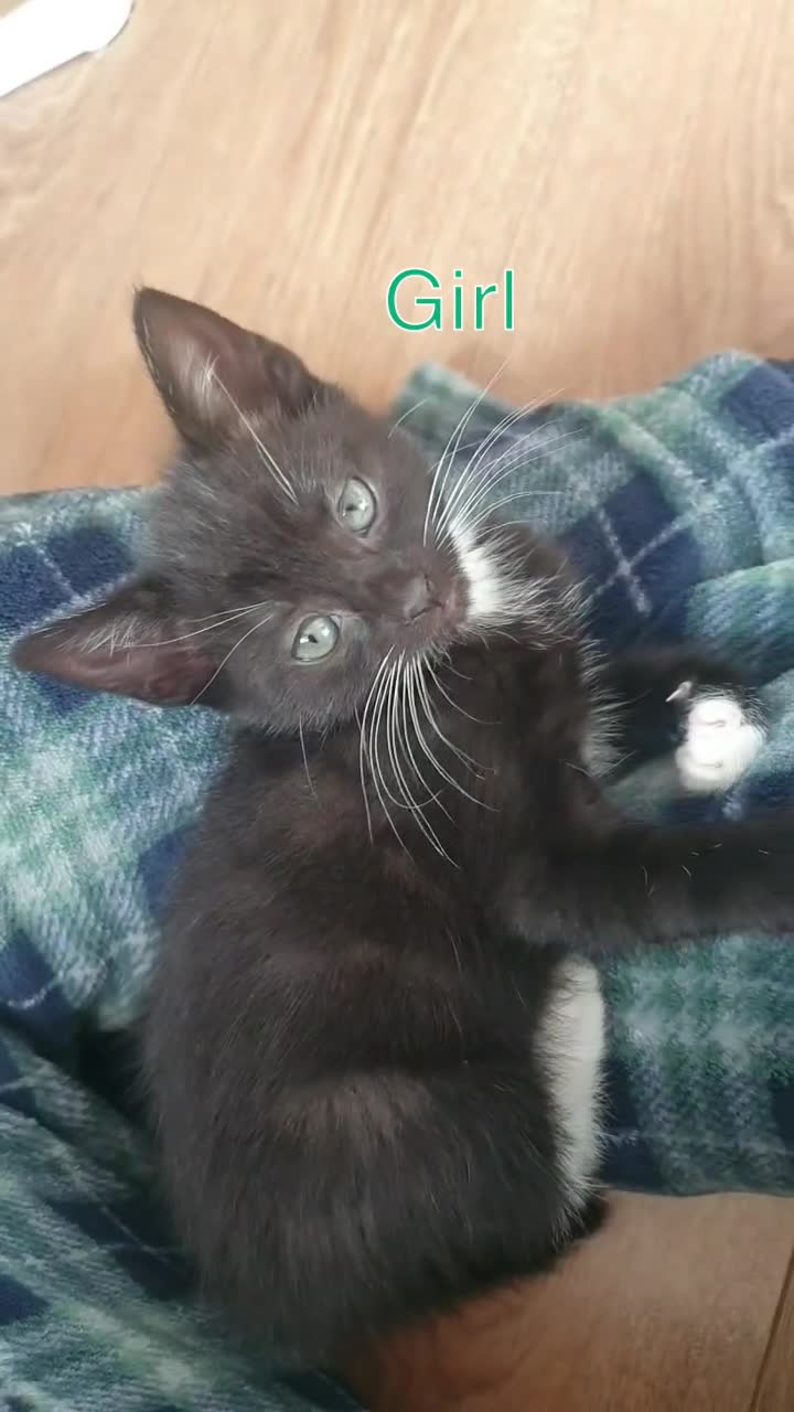 British Shorthair cats for sale: 5 British short hair cross silver bengle kittens - Video 5