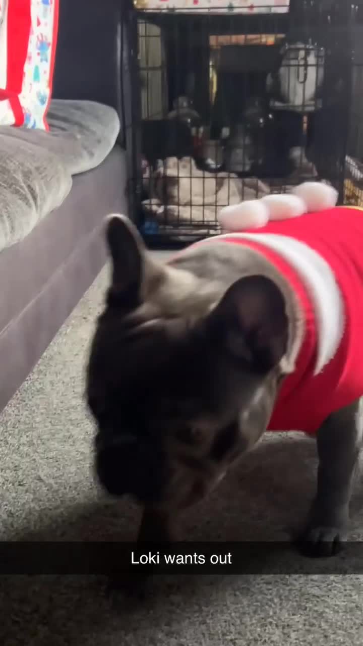 French Bulldog dogs for sale: 3 year old French bulldog  in Sheffield - Video 1