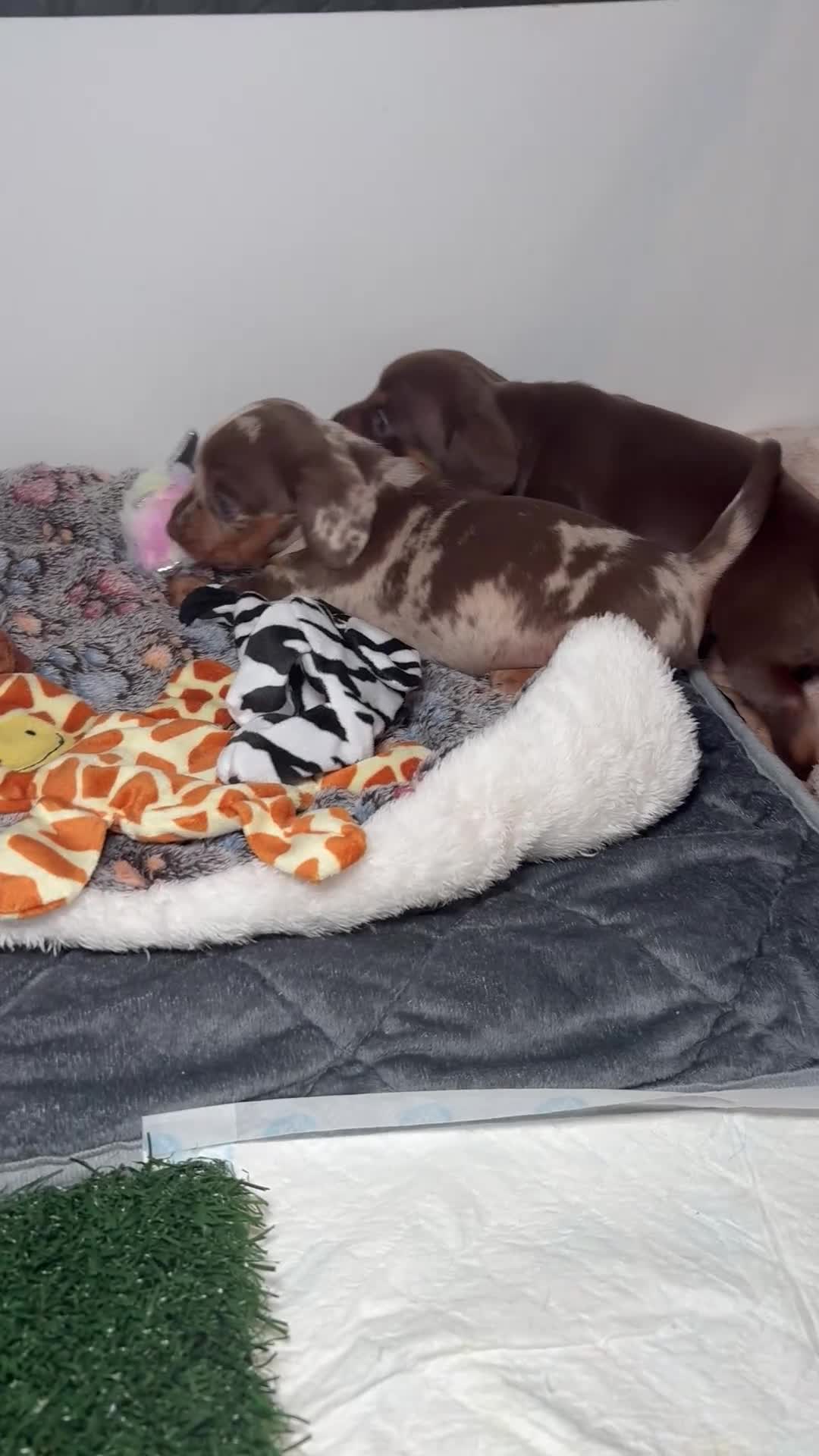 Miniature Dachshund dogs for sale: Daschund pups chocolate and chocolate dapple - Video 1