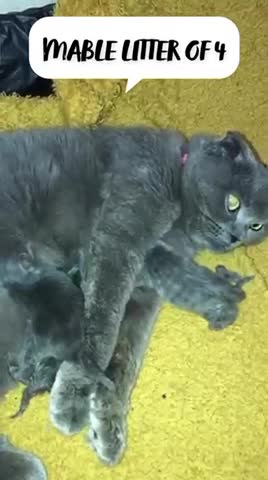 British Shorthair cats for stud: 🐈‍⬛ GIZZY THE STUD 🐈‍⬛ GCCF AND TICA REGISTERED  in Solihull - Video 3