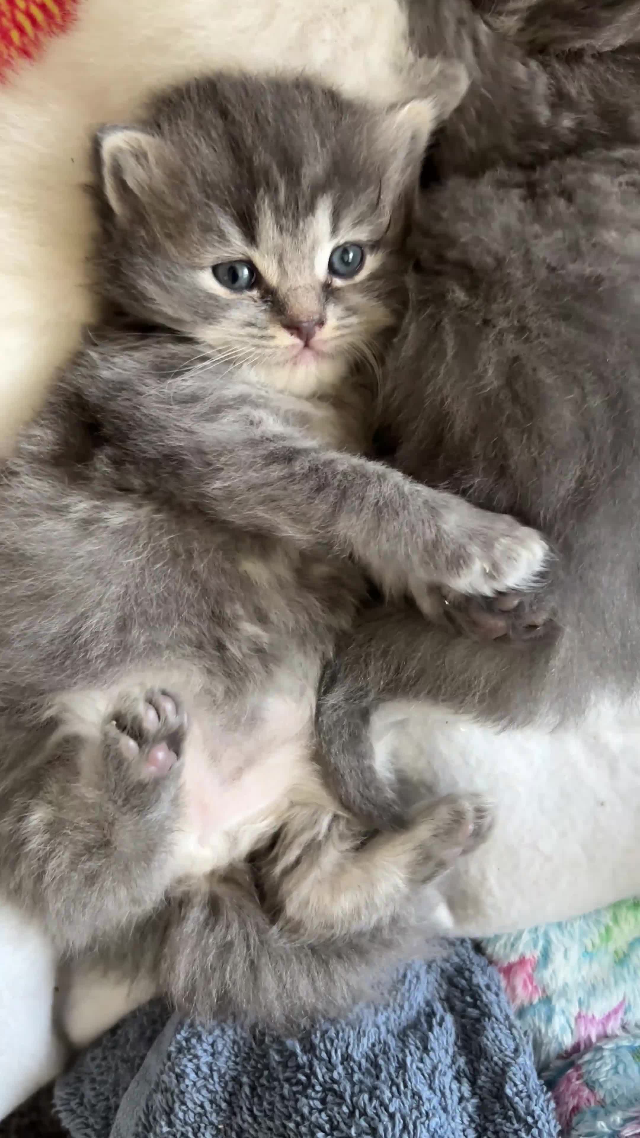 Ragdoll cats for sale: 2 British short hair x Ragdoll kittens - Video 1