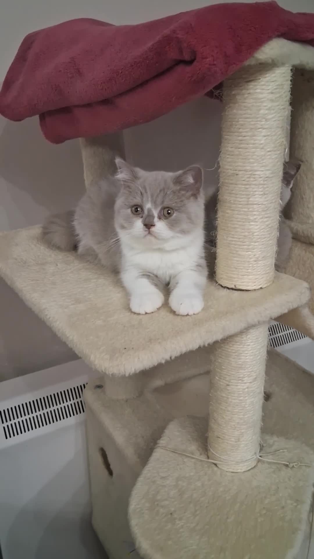 British Shorthair cats for sale: Betzy Bambi Bunny in Salford - Video 1