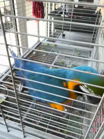 Macaws birds for sale: Beautiful macaw for sale in Hailsham - Video 3