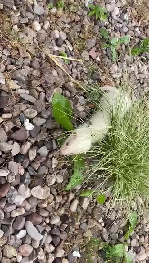Ferret rodents for sale: 2 litters available sliver mitts and polecats  - Video 1