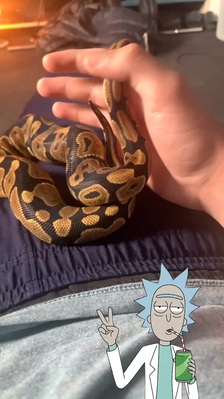 Python Snake reptiles for sale: Ball python and viv in Bilston - Video 1