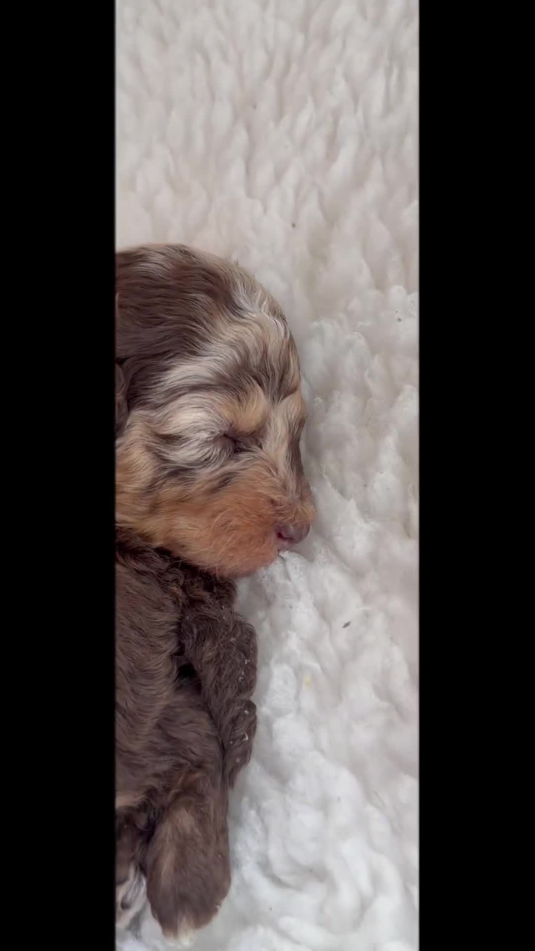 Toy Poodle dogs for sale: E ** tensively health tested toy poodles  in Romford - Video 1