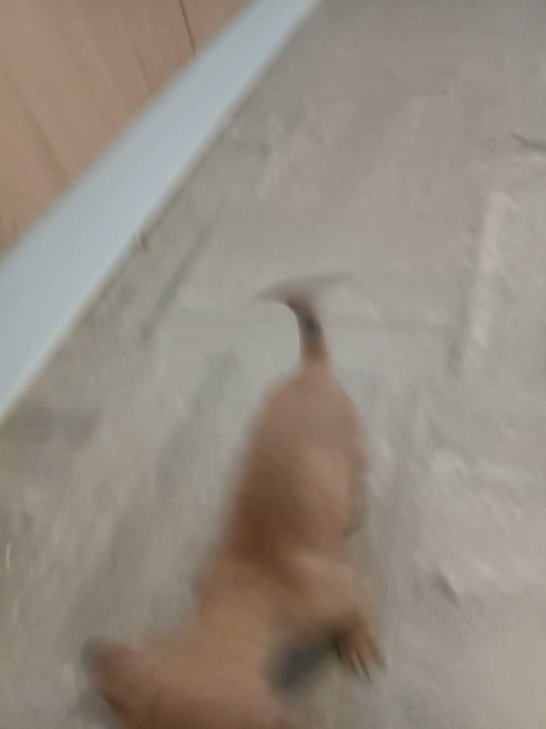 Chihuahua dogs for sale: Mr chivauva - Video 1