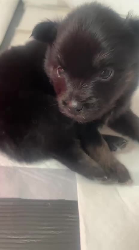 Pomsky dogs for sale: 5 High Quality Pomsky Puppies  - Video 3