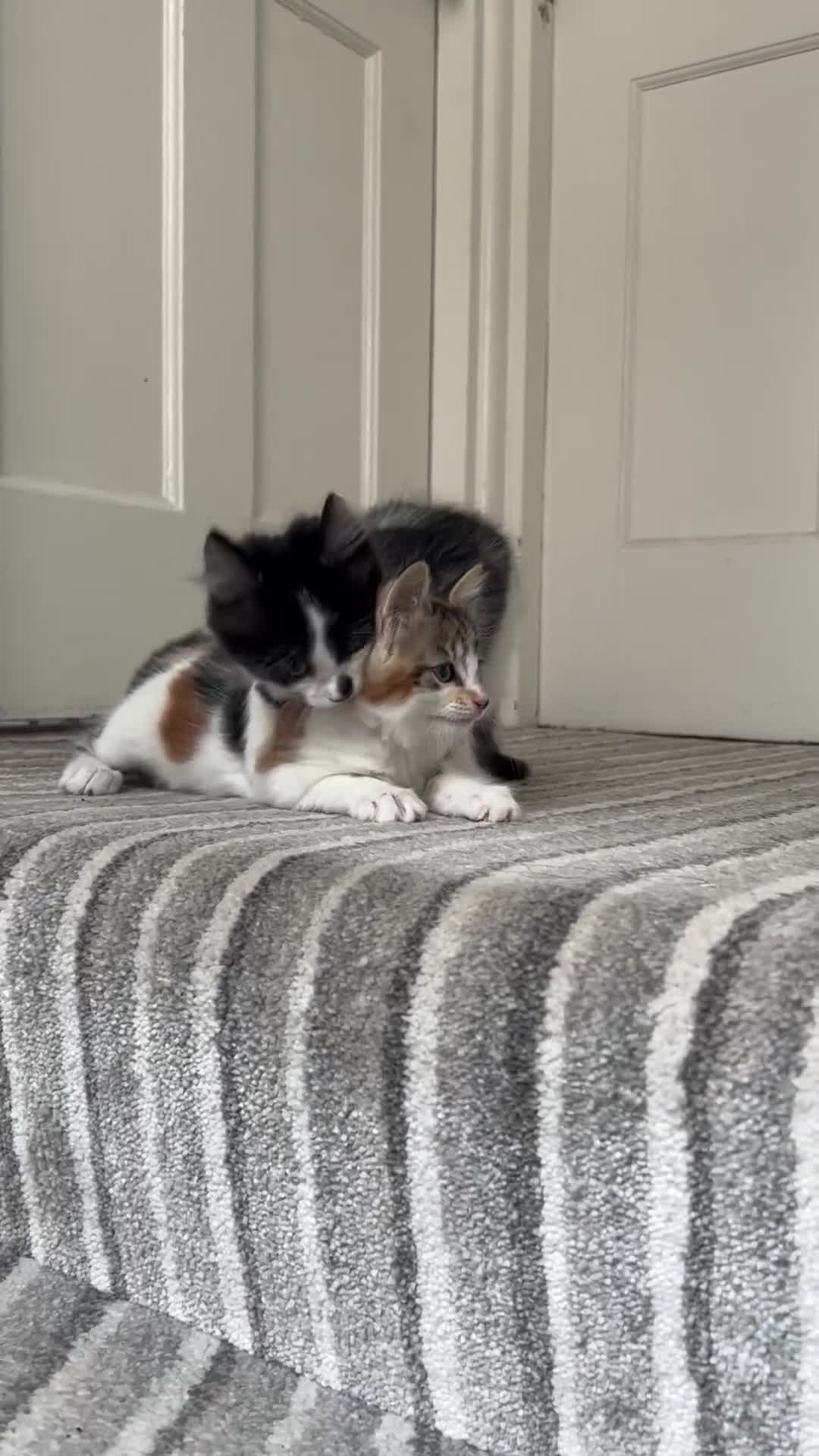 Mixed Breed cats for sale: Three sweet fluffy kittens - Video 1