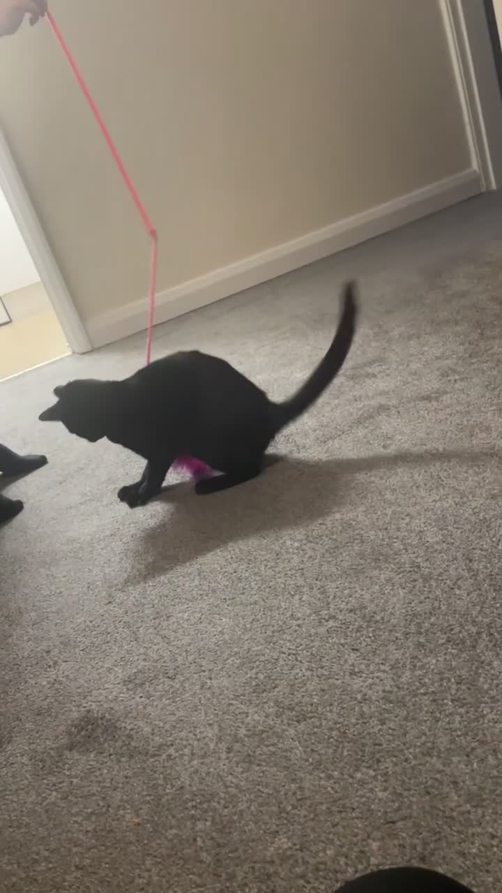 Bombay cats for sale: Beautiful Bombay 10 Months  in Wolverhampton - Video 2