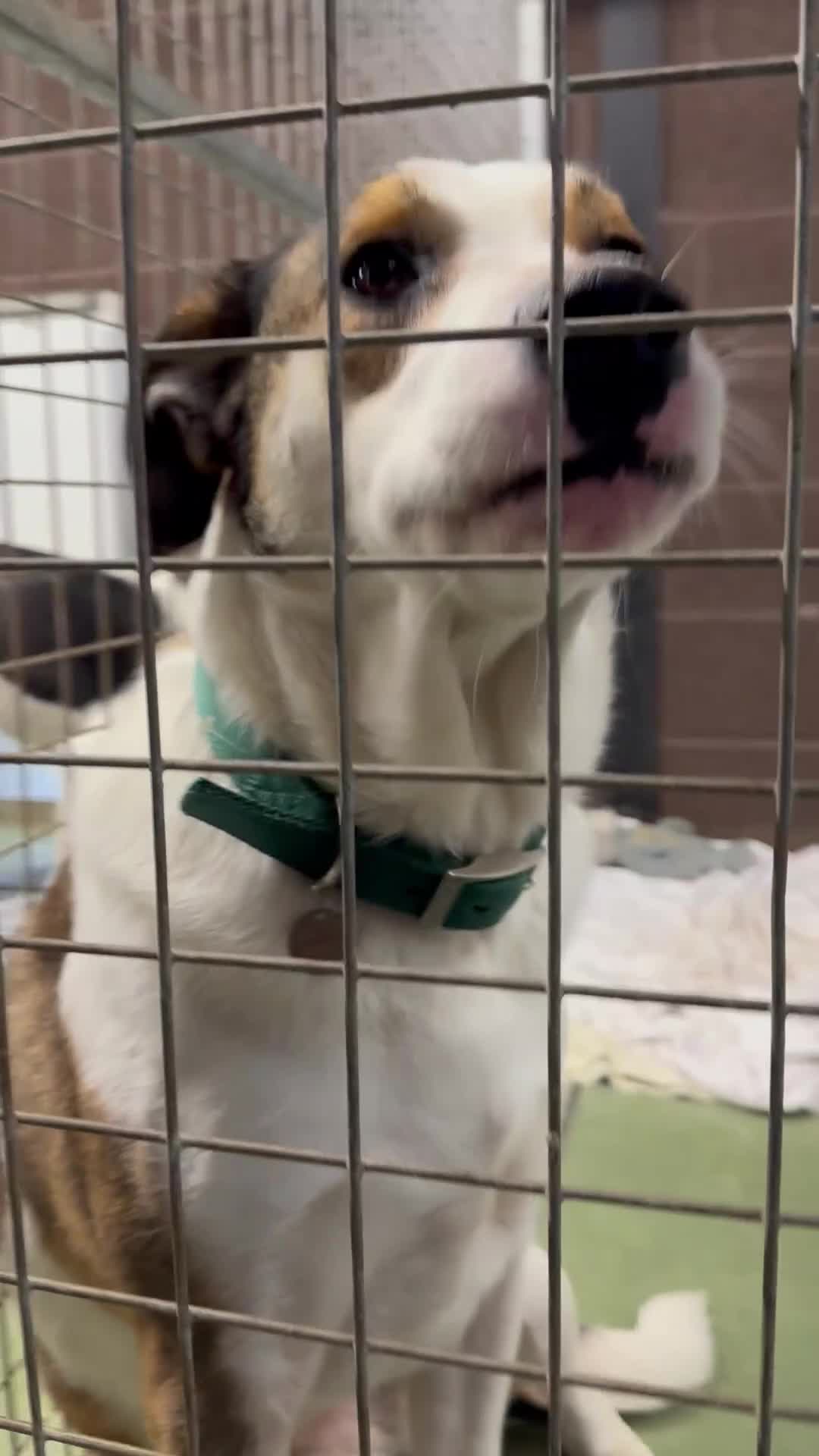 Mixed Breed dogs for adoption: MAYA – TWO YEARS WAITING FOR SOMEONE TO CARE - Video 1